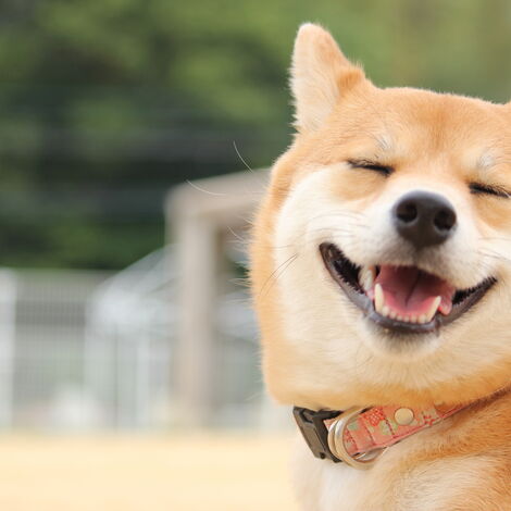 犬