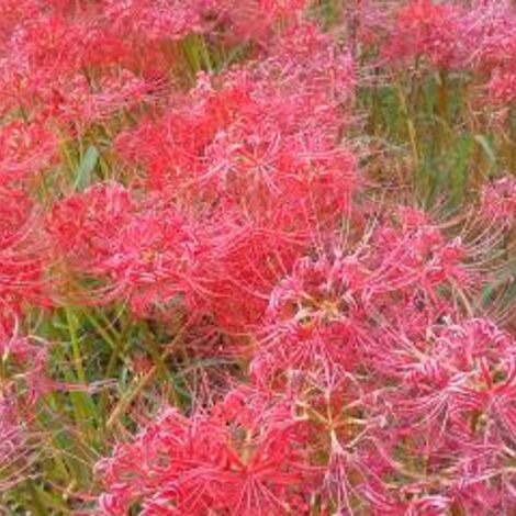 彼岸花