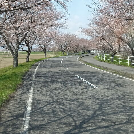 海津の桜並木