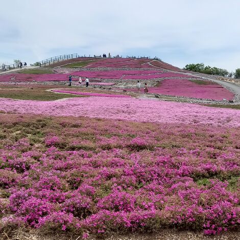 茶臼山高原